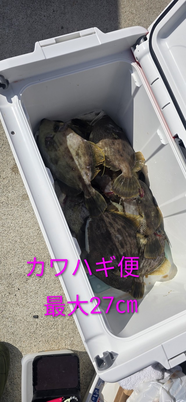 カワハギ