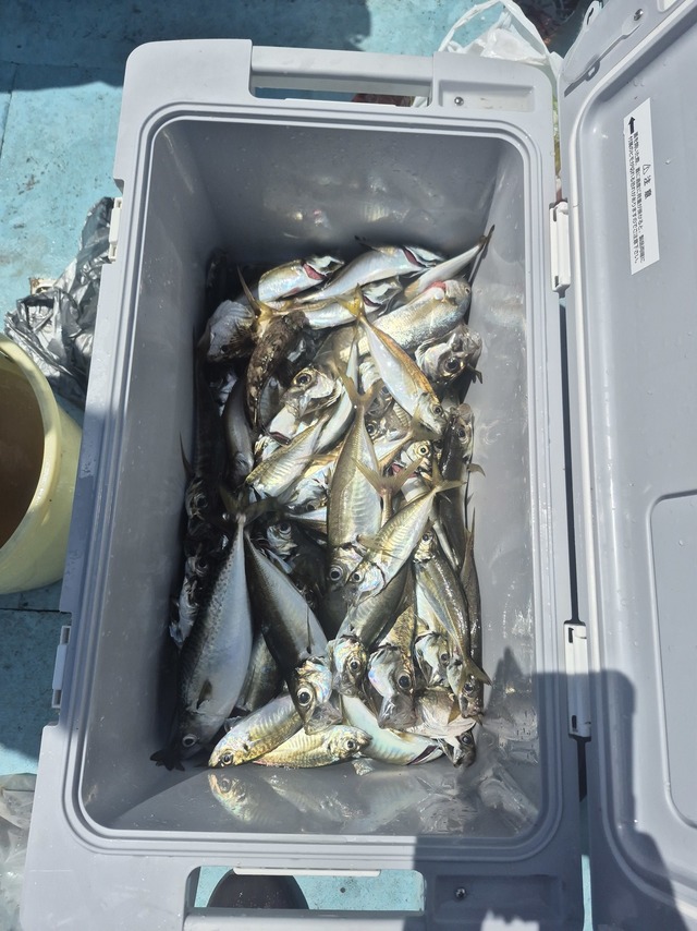 アジ(マアジ)