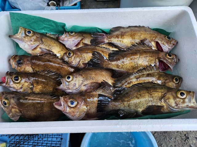 クロメバル(メバル)
