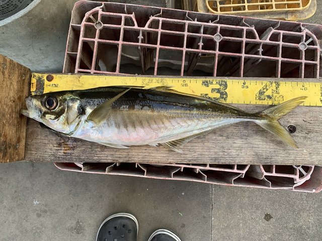 アジ(マアジ)