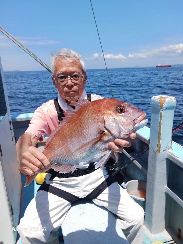 マダイ