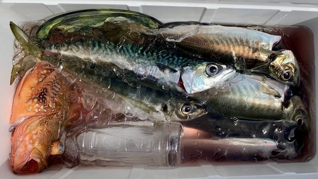 アジ(マアジ)