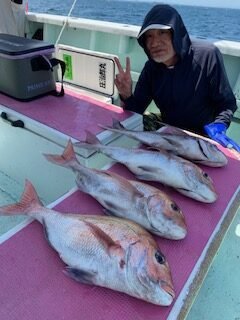 マダイ