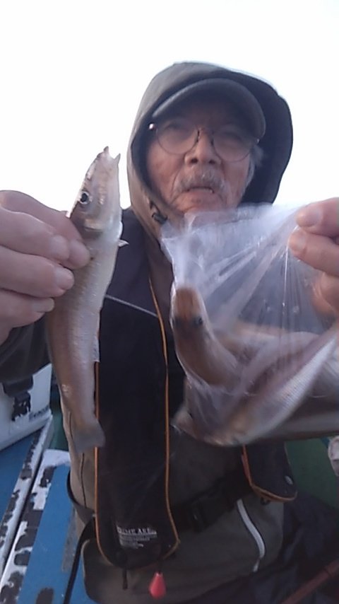 シロギス