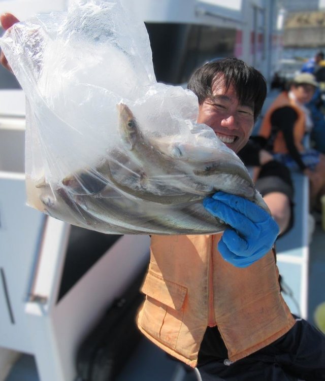 シロギス