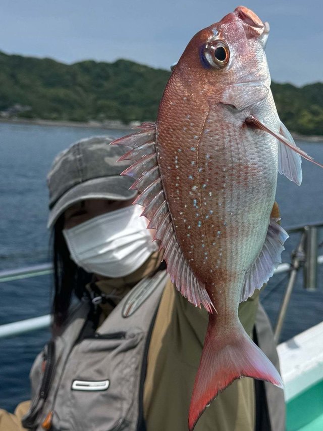 マダイ