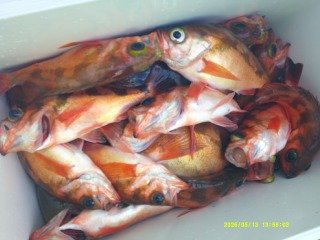 オキメバル(ウスメバル)