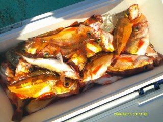 オキメバル(ウスメバル)