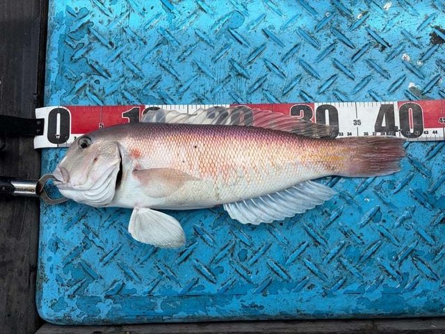 シロアマダイ