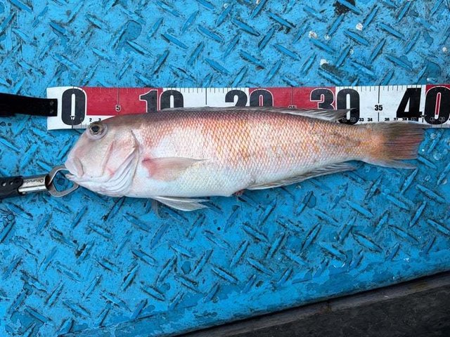 シロアマダイ