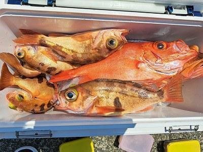 トゴットメバル・オキメバル(ウスメバル)