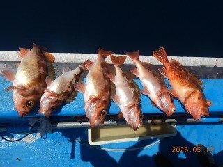 オキメバル(ウスメバル)