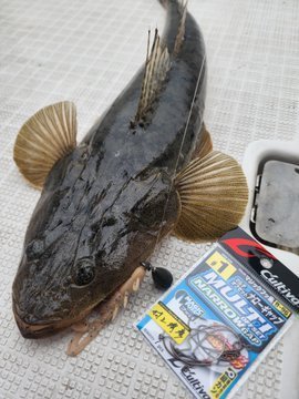 マゴチ