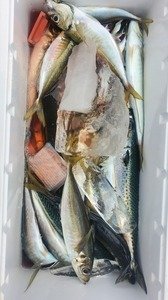 アジ(マアジ)