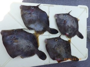 カワハギ