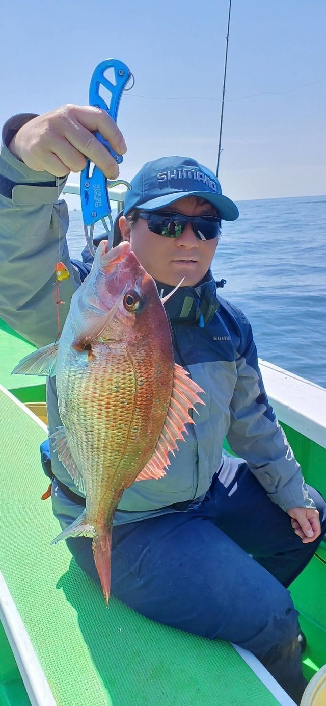 マダイ