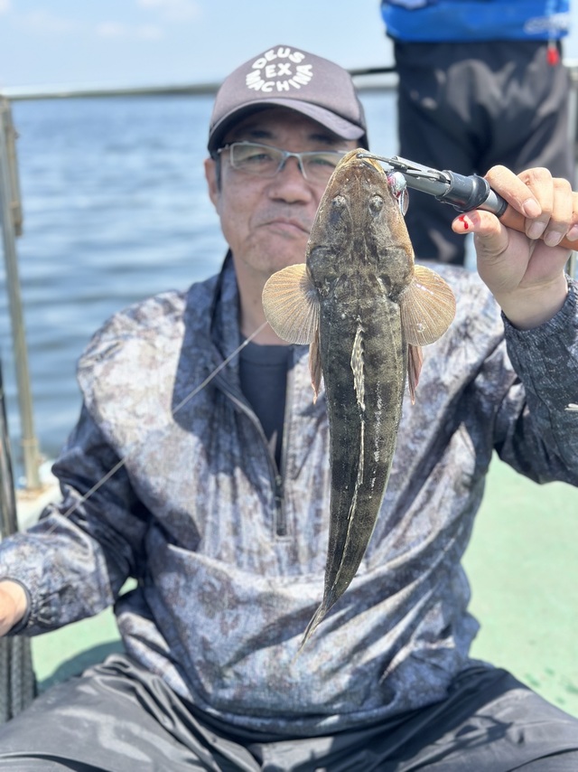 マゴチ