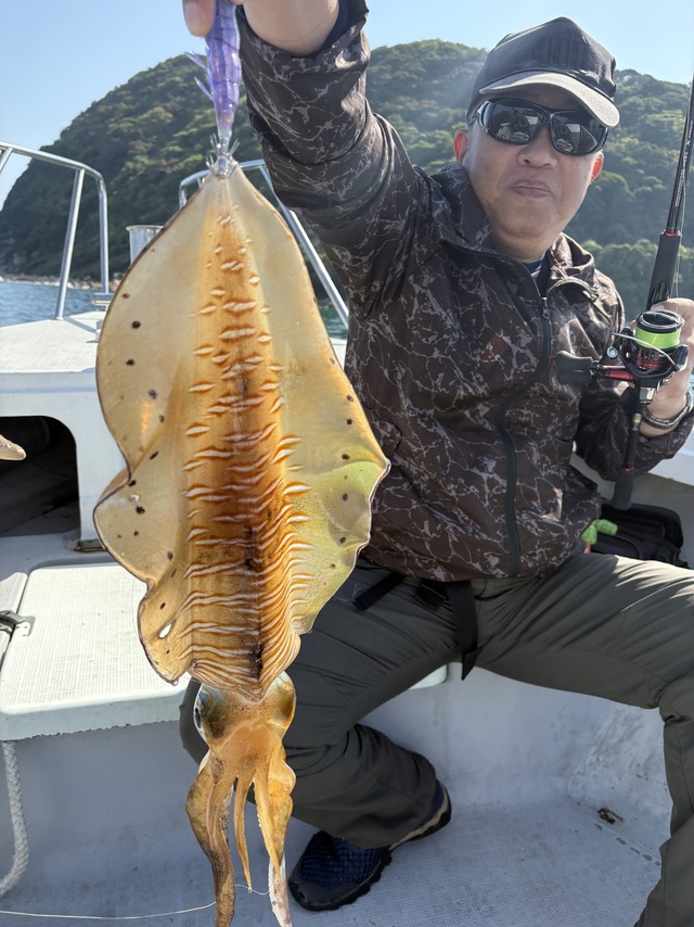 アオリイカ