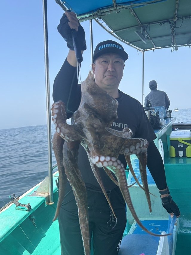 マダコ