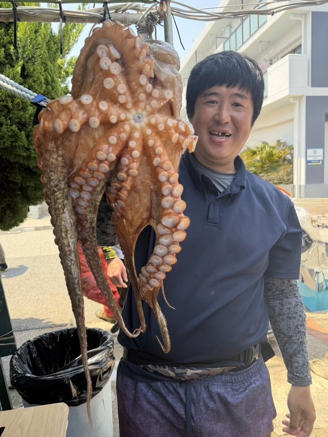 マダコ