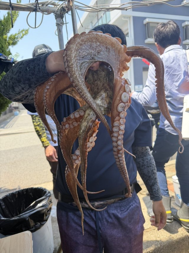 マダコ