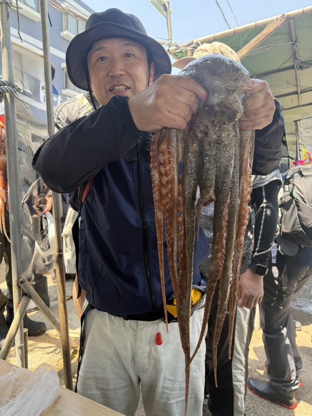 マダコ