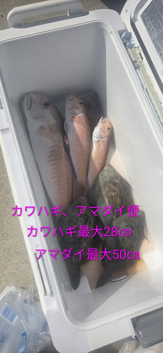 シロアマダイ・カワハギ