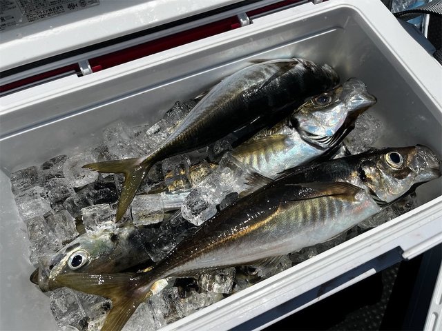 アジ(マアジ)