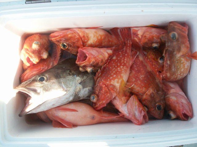 カサゴ
