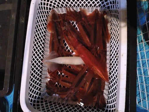 スルメ(スルメイカ)