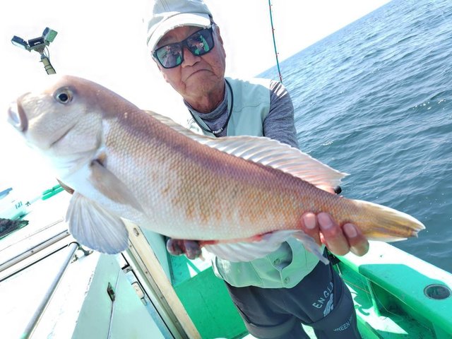 シロアマダイ