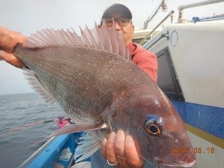 マダイ