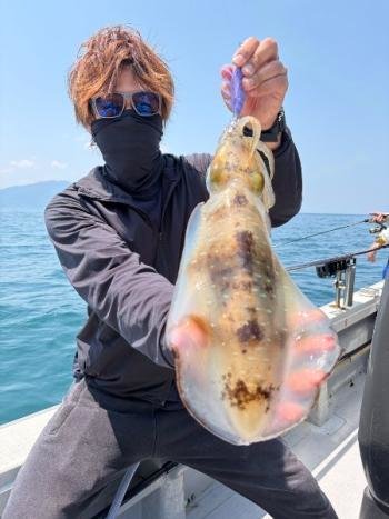 アオリイカ