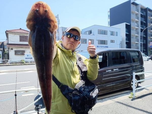 マゴチ