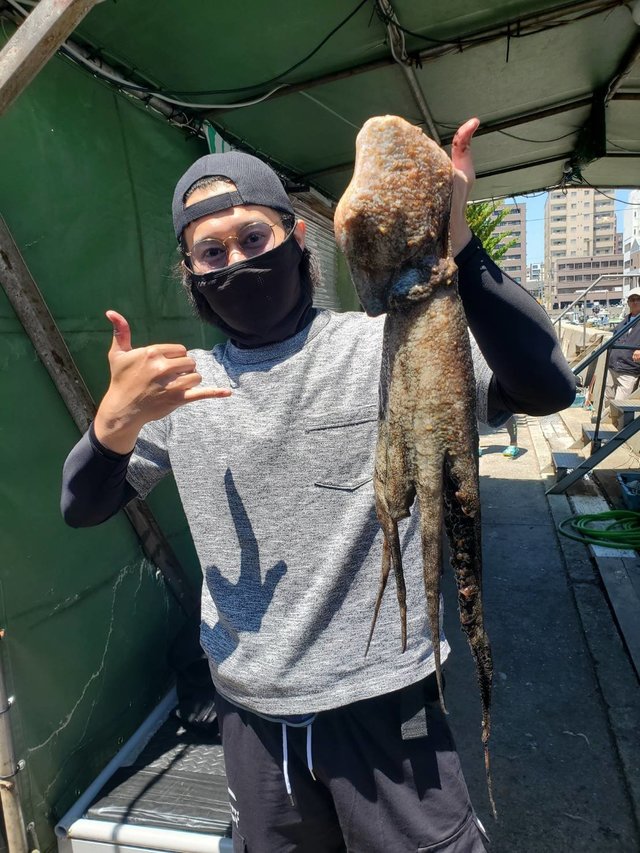 マダコ