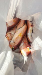 アマダイ(アカアマダイ)