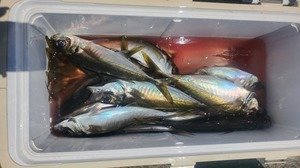 アジ(マアジ)