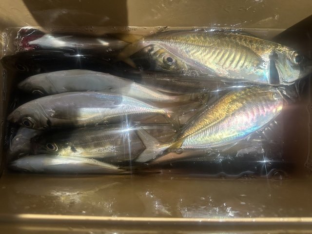 アジ(マアジ)