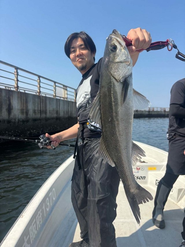 シーバス(スズキ)