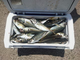 アジ(マアジ)