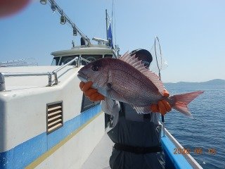マダイ
