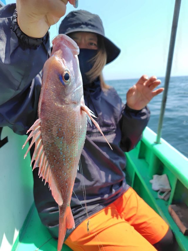マダイ