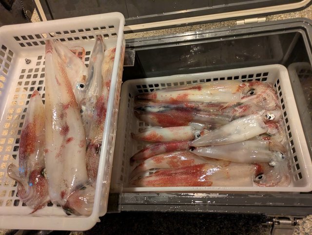 ヤリイカ