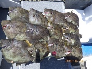カワハギ