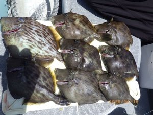 カワハギ