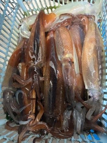 スルメ(スルメイカ)・マイカ(ケンサキイカ)