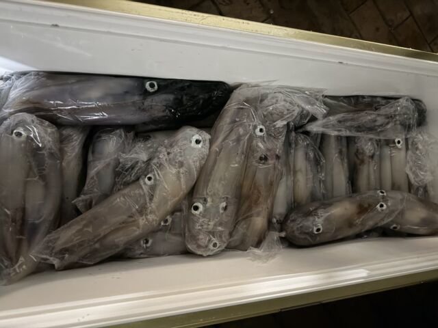 ケンサキイカ