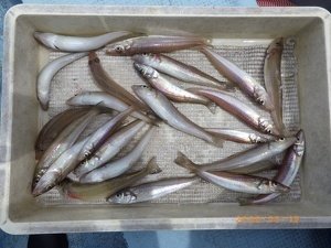 シロギス