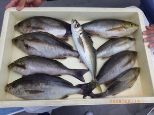アジ(マアジ)・イサキ