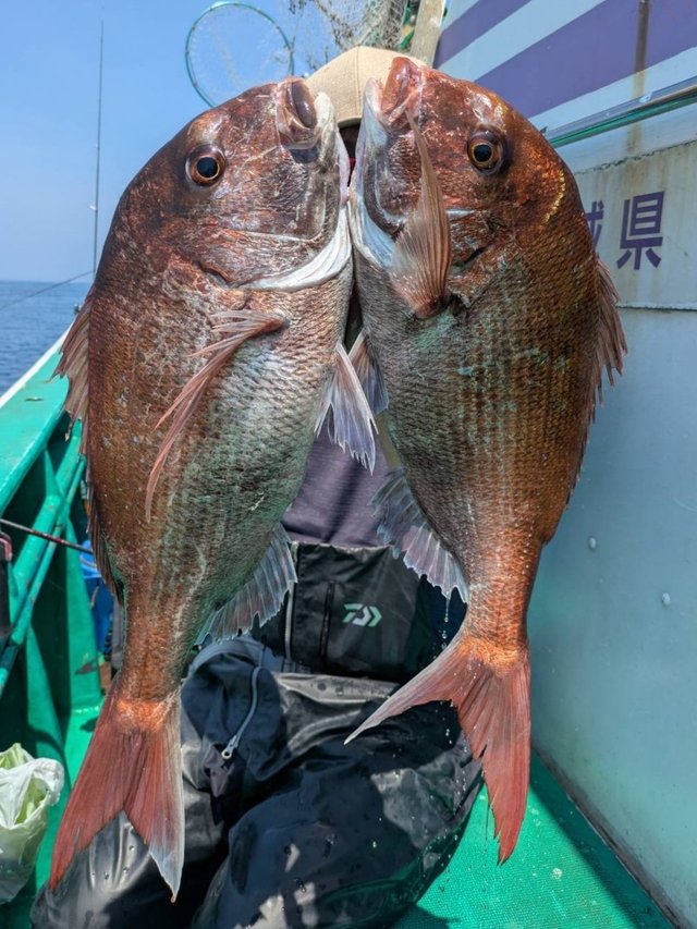 マダイ